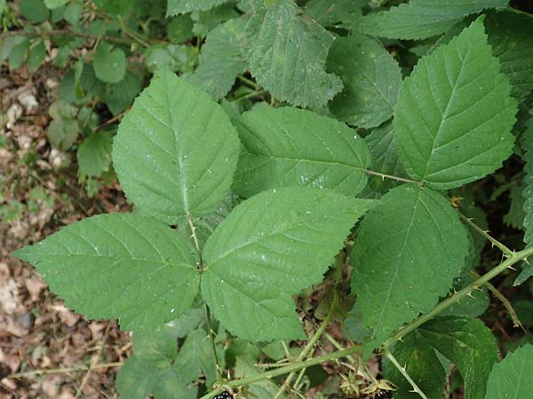 Rubus specC ? \ Brombeere / Bramble, D Herne 27.7.2019