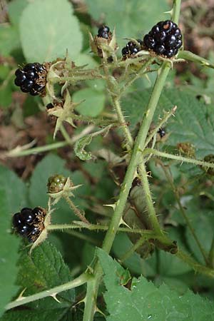 Rubus specC ? \ Brombeere / Bramble, D Herne 27.7.2019