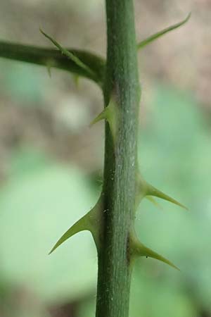 Rubus specC ? \ Brombeere / Bramble, D Herne 27.7.2019