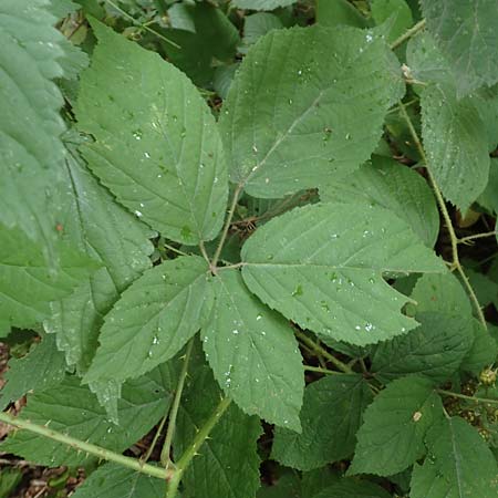Rubus specC ? \ Brombeere / Bramble, D Herne 27.7.2019