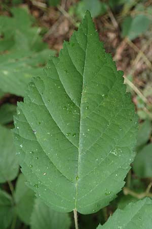 Rubus specC ? \ Brombeere / Bramble, D Herne 27.7.2019