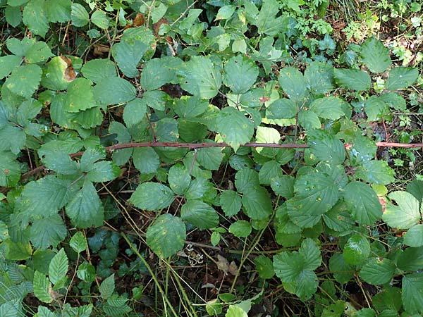 Rubus divaricatus ? \ Sparrige Brombeere, Auseinandergezogene Brombeere / Spreading Bramble, D Karlsruhe 18.8.2019