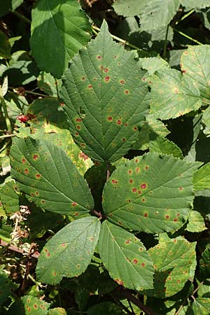 Rubus divaricatus ? \ Sparrige Brombeere, Auseinandergezogene Brombeere / Spreading Bramble, D Rheinstetten-Silberstreifen 18.8.2019