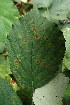 Rubus divaricatus ? \ Sparrige Brombeere, Auseinandergezogene Brombeere / Spreading Bramble, D Rheinstetten-Silberstreifen 18.8.2019