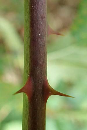 Rubus divaricatus ? \ Sparrige Brombeere, Auseinandergezogene Brombeere / Spreading Bramble, D Rheinstetten-Silberstreifen 18.8.2019