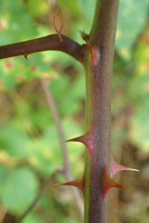 Rubus divaricatus ? \ Sparrige Brombeere, Auseinandergezogene Brombeere / Spreading Bramble, D Rheinstetten-Silberstreifen 18.8.2019
