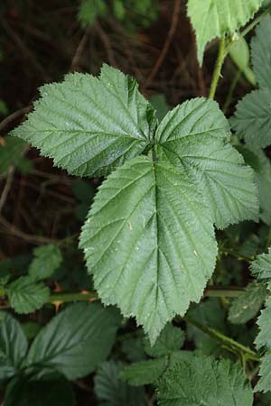 Rubus ducatuscola \ Westf�lische Brombeere / Westphalian Bramble, D Brilon-Scharfenberg 11.6.2020