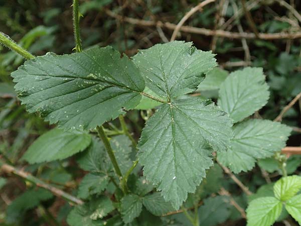 Rubus ducatuscola \ Westf�lische Brombeere / Westphalian Bramble, D Brilon-Scharfenberg 11.6.2020