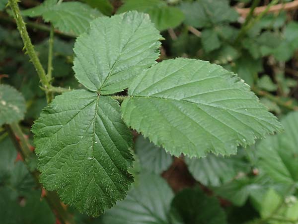 Rubus ducatuscola \ Westf�lische Brombeere / Westphalian Bramble, D Brilon-Scharfenberg 11.6.2020