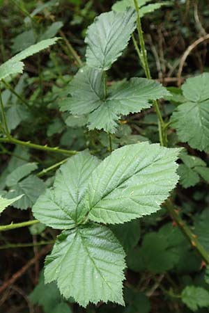 Rubus ducatuscola \ Westf�lische Brombeere / Westphalian Bramble, D Brilon-Scharfenberg 11.6.2020