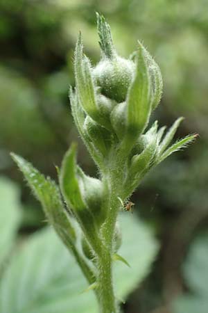 Rubus ducatuscola \ Westf�lische Brombeere / Westphalian Bramble, D Brilon-Scharfenberg 11.6.2020