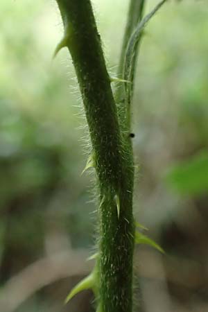 Rubus ducatuscola \ Westf�lische Brombeere / Westphalian Bramble, D Brilon-Scharfenberg 11.6.2020