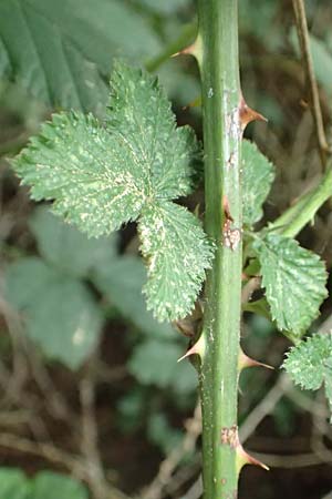 Rubus ducatuscola \ Westf�lische Brombeere / Westphalian Bramble, D Brilon-Scharfenberg 11.6.2020