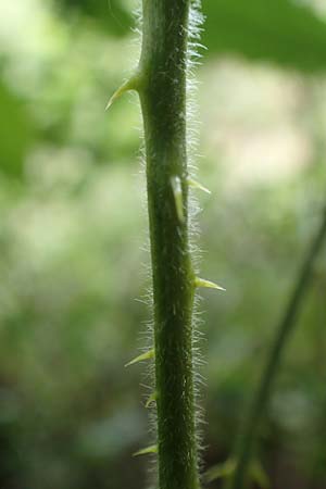 Rubus ducatuscola \ Westf�lische Brombeere / Westphalian Bramble, D Brilon-Scharfenberg 11.6.2020