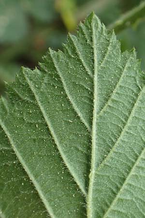 Rubus ducatuscola \ Westf�lische Brombeere / Westphalian Bramble, D Brilon-Scharfenberg 11.6.2020
