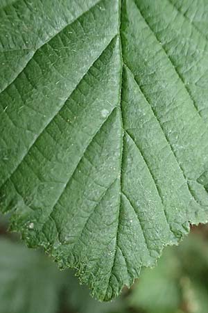 Rubus ducatuscola \ Westf�lische Brombeere / Westphalian Bramble, D Brilon-Scharfenberg 11.6.2020