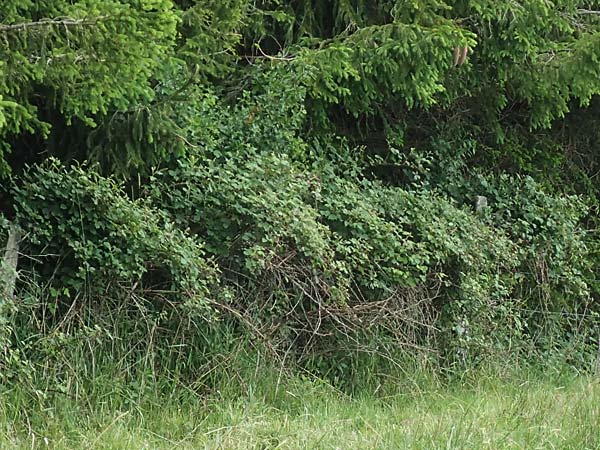Rubus ducatuscola \ Westf�lische Brombeere / Westphalian Bramble, D Brilon-Scharfenberg 11.6.2020