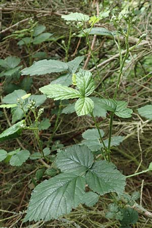 Rubus ducatuscola \ Westf�lische Brombeere / Westphalian Bramble, D Brilon-Scharfenberg 11.6.2020