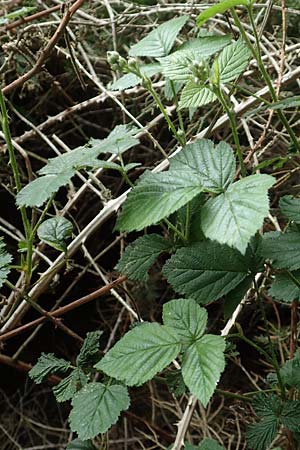 Rubus ducatuscola \ Westf�lische Brombeere / Westphalian Bramble, D Brilon-Scharfenberg 11.6.2020