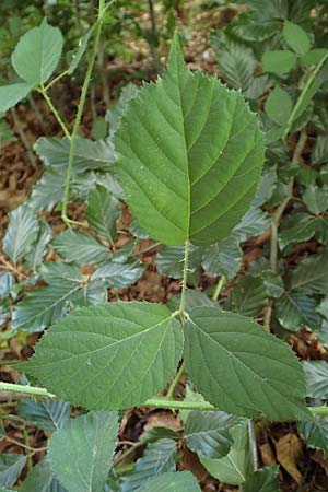 Rubus distractus \ Spreizrispige Brombeere / Splayed-Panicle Bramble, D Warburg-Herlinghausen 29.7.2020