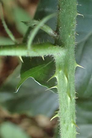 Rubus distractus \ Spreizrispige Brombeere / Splayed-Panicle Bramble, D Warburg-Herlinghausen 29.7.2020