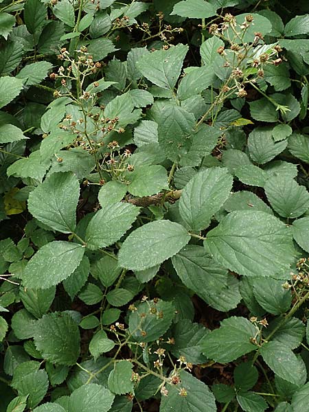 Rubus distractus \ Spreizrispige Brombeere / Splayed-Panicle Bramble, D Warburg-Herlinghausen 29.7.2020