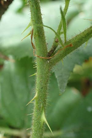 Rubus distractus \ Spreizrispige Brombeere / Splayed-Panicle Bramble, D Warburg-Herlinghausen 29.7.2020