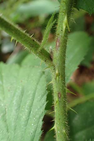 Rubus distractus \ Spreizrispige Brombeere / Splayed-Panicle Bramble, D Warburg-Herlinghausen 29.7.2020