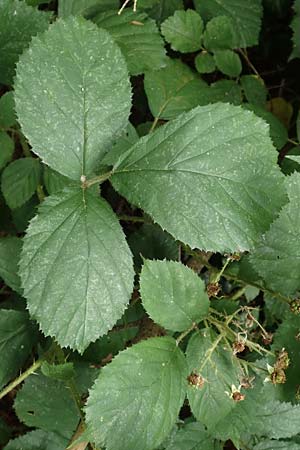 Rubus distractus \ Spreizrispige Brombeere / Splayed-Panicle Bramble, D Warburg-Herlinghausen 29.7.2020
