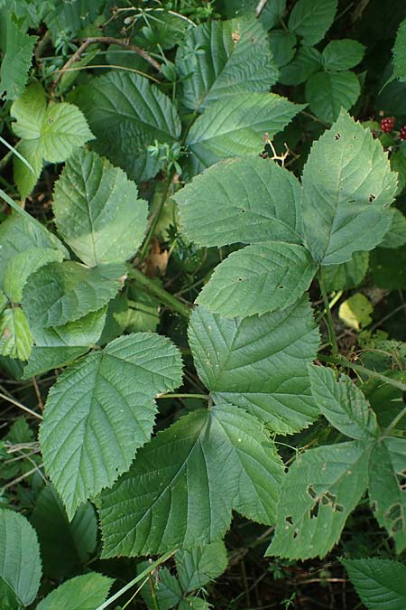 Rubus durospinosus \ Hartstachelige Haselblatt-Brombeere / Hard Spinous Bramble, D Odenwald, F&uuml;rth 21.8.2021