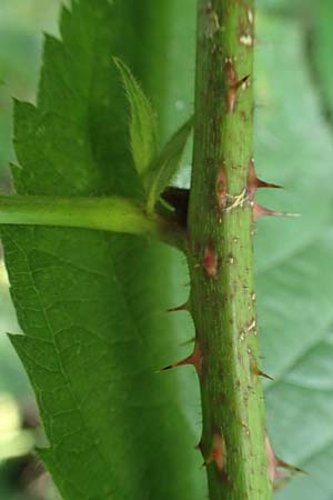 Rubus durospinosus \ Hartstachelige Haselblatt-Brombeere / Hard Spinous Bramble, D Odenwald, F&uuml;rth 21.8.2021
