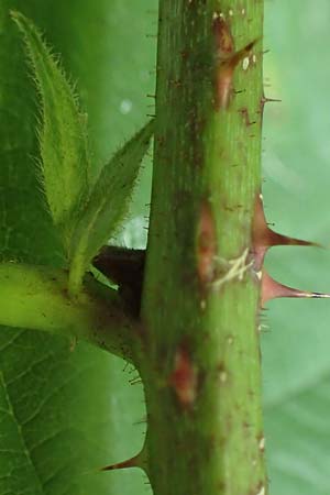 Rubus durospinosus \ Hartstachelige Haselblatt-Brombeere / Hard Spinous Bramble, D Odenwald, F&uuml;rth 21.8.2021