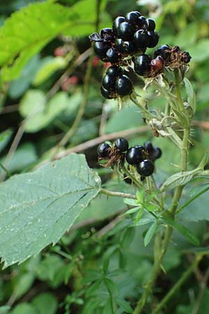 Rubus durospinosus \ Hartstachelige Haselblatt-Brombeere / Hard Spinous Bramble, D Odenwald, F&uuml;rth 21.8.2021