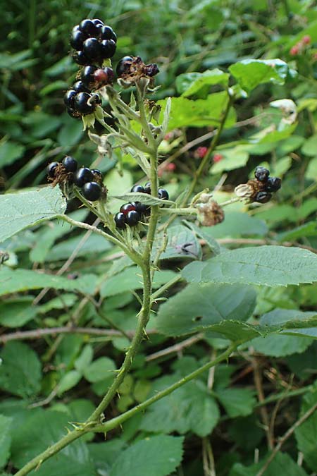 Rubus durospinosus \ Hartstachelige Haselblatt-Brombeere / Hard Spinous Bramble, D Odenwald, F&uuml;rth 21.8.2021