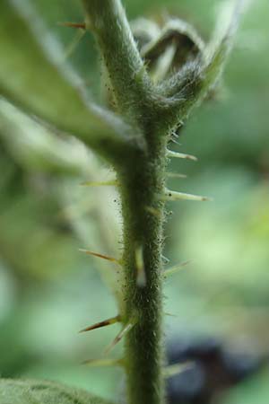 Rubus durospinosus \ Hartstachelige Haselblatt-Brombeere / Hard Spinous Bramble, D Odenwald, F&uuml;rth 21.8.2021