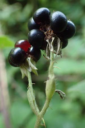 Rubus durospinosus \ Hartstachelige Haselblatt-Brombeere / Hard Spinous Bramble, D Odenwald, F&uuml;rth 21.8.2021