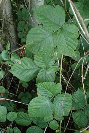 Rubus durospinosus \ Hartstachelige Haselblatt-Brombeere / Hard Spinous Bramble, D Odenwald, F&uuml;rth 21.8.2021