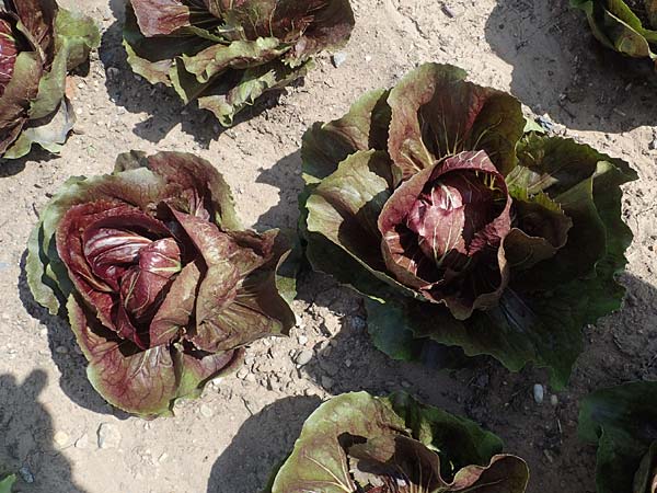 Cichorium intybus var. foliosum \ Radicchio, Chicor�e / Radicchio, Chicory, D Mannheim 3.6.2023