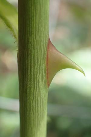 Rosa elliptica \ Keilbl�ttrige Rose / Wedge-Leaved Rose, D Gro&szlig;heubach am Main 20.6.2016