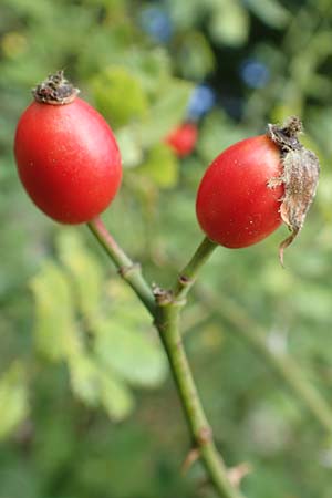 Rosa elliptica \ Keilbl�ttrige Rose / Wedge-Leaved Rose, D Gro&szlig;heubach am Main 10.9.2016