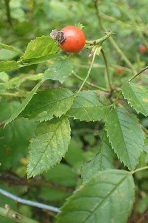 Rosa elliptica \ Keilbl�ttrige Rose / Wedge-Leaved Rose, D Gro&szlig;heubach am Main 10.9.2016
