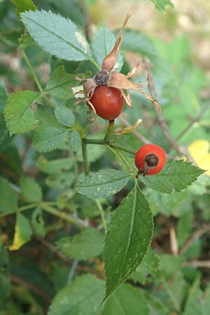 Rosa elliptica \ Keilbl�ttrige Rose / Wedge-Leaved Rose, D Gro&szlig;heubach am Main 10.9.2016