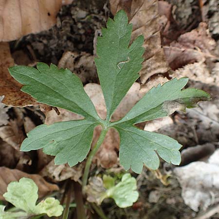 Ranunculus eifeliensis \ Eifel-Gold-Hahnenfu� / Eifel Goldilocks, D Hillesheim-Walsdorf 22.4.2017