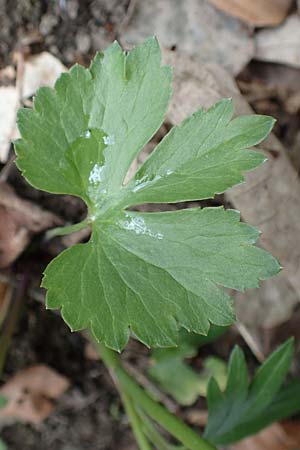 Ranunculus eifeliensis \ Eifel-Gold-Hahnenfu� / Eifel Goldilocks, D Hillesheim-Walsdorf 22.4.2017