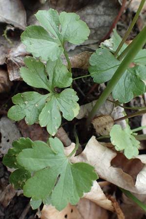 Ranunculus eifeliensis \ Eifel-Gold-Hahnenfu� / Eifel Goldilocks, D Hillesheim-Walsdorf 22.4.2017