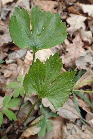 Ranunculus eifeliensis \ Eifel-Gold-Hahnenfu� / Eifel Goldilocks, D Hillesheim-Walsdorf 22.4.2017
