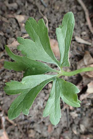 Ranunculus eifeliensis \ Eifel-Gold-Hahnenfu� / Eifel Goldilocks, D Hillesheim-Walsdorf 22.4.2017