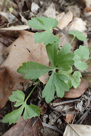 Ranunculus eifeliensis \ Eifel-Gold-Hahnenfu� / Eifel Goldilocks, D Hillesheim-Walsdorf 22.4.2017