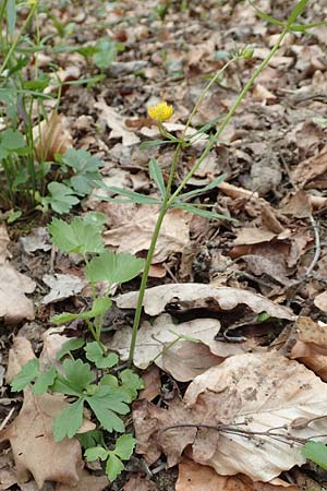 Ranunculus eifeliensis \ Eifel-Gold-Hahnenfu� / Eifel Goldilocks, D Hillesheim-Walsdorf 22.4.2017