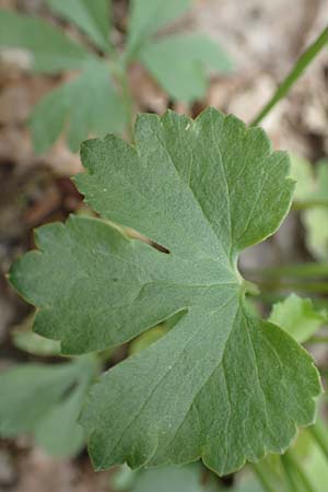 Ranunculus eifeliensis \ Eifel-Gold-Hahnenfu� / Eifel Goldilocks, D Hillesheim-Walsdorf 22.4.2017